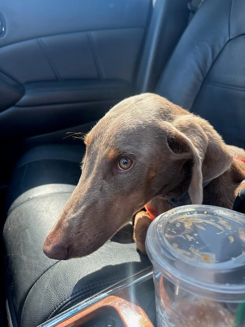 A baby medium-sized female Gray / Blue / Silver Doberman Pinscher dog named Padme for adoption in Oklahoma City, OK