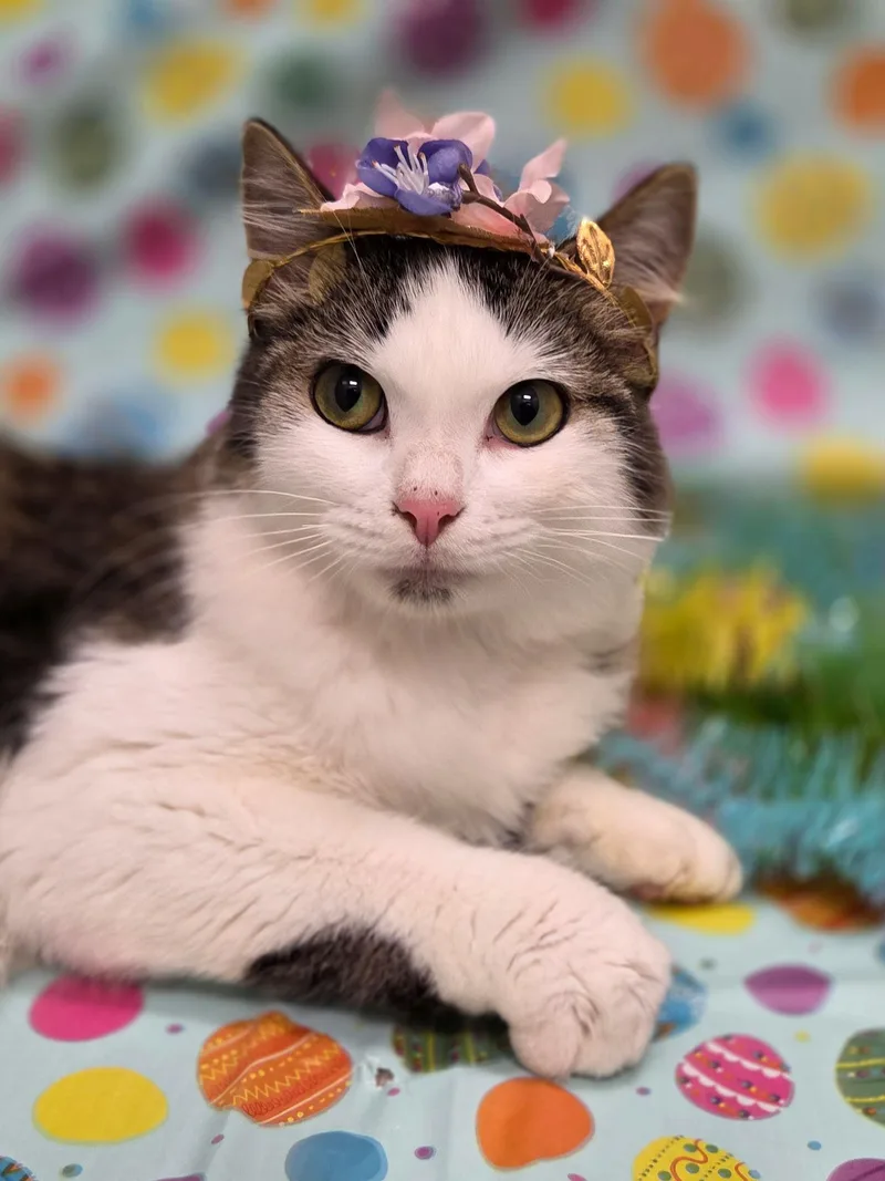 Princess Purrington thumbnail 3