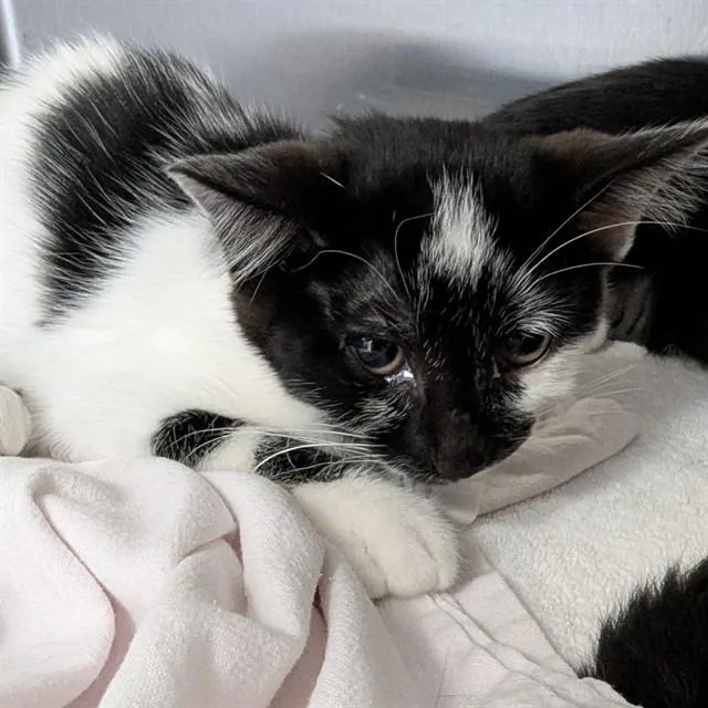 A baby small-sized female Domestic Short Hair cat named Tornado for adoption in Olivette, MO