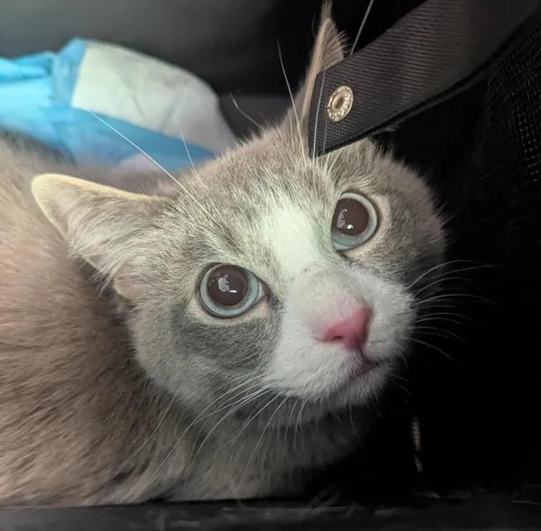 An adult large-sized male Domestic Short Hair cat named Melo for adoption in San Diego, CA