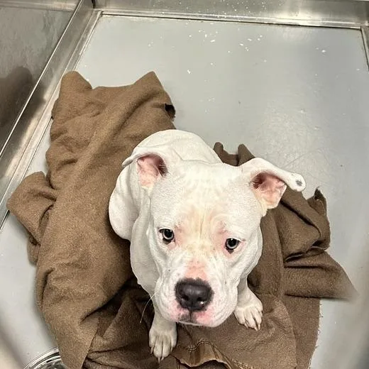 A young medium-sized female White / Cream Mixed Breed dog named Nakita for adoption in Davenport, IA