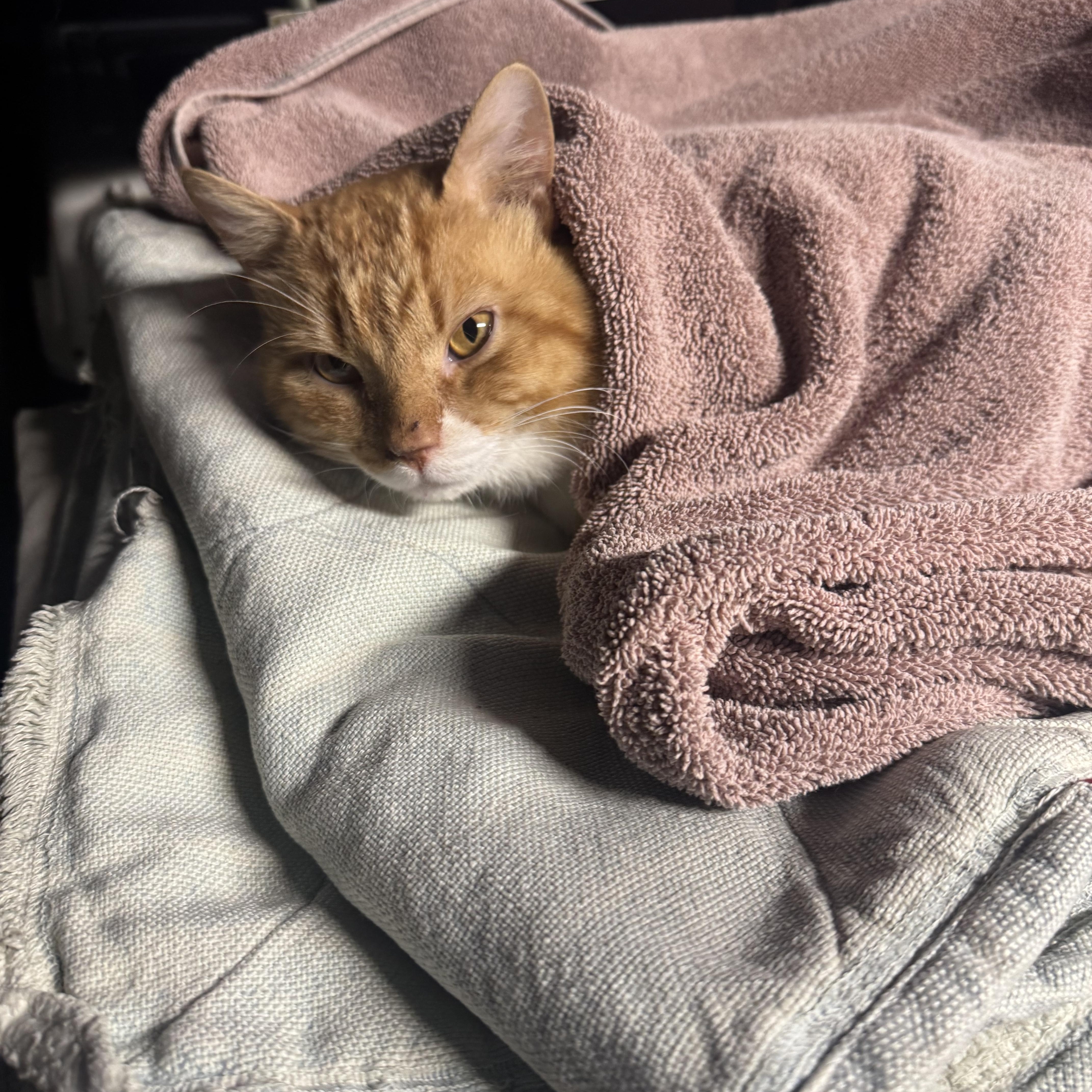A young medium-sized male Orange & White American Shorthair cat named Linus for adoption in East Orange, NJ