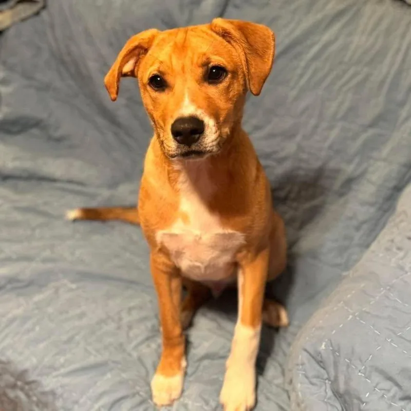 A young medium-sized male Labrador Retriever dog named Huck for adoption in Grand Bay, AL