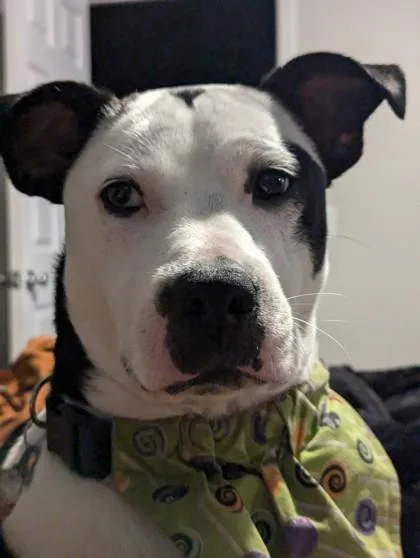 An adult extra large-sized male Mixed Breed dog named Uno for adoption in Savannah, GA