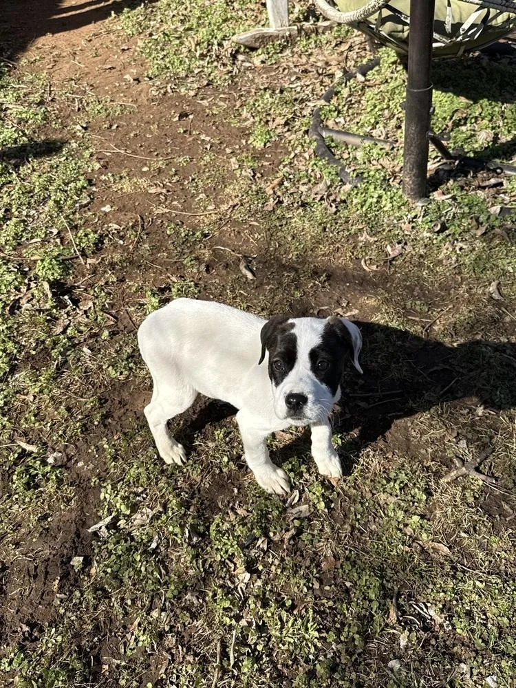 A baby medium-sized female Tricolor (Brown, Black, & White) Labrador Retriever dog named Penelope for adoption in Oklahoma City, OK