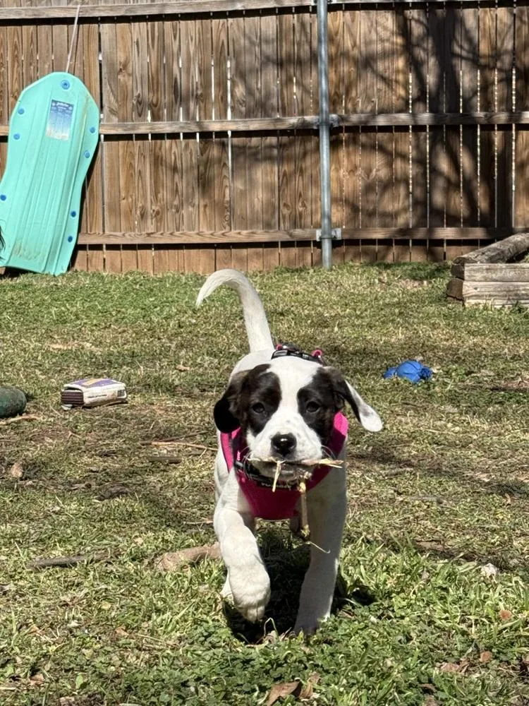 Penelope thumbnail 2
