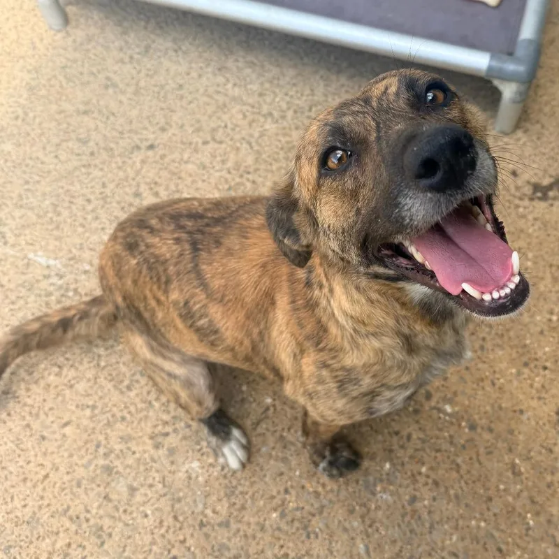 An adult medium-sized female Brindle Mixed Breed dog named Hali for adoption in Corinth, MS