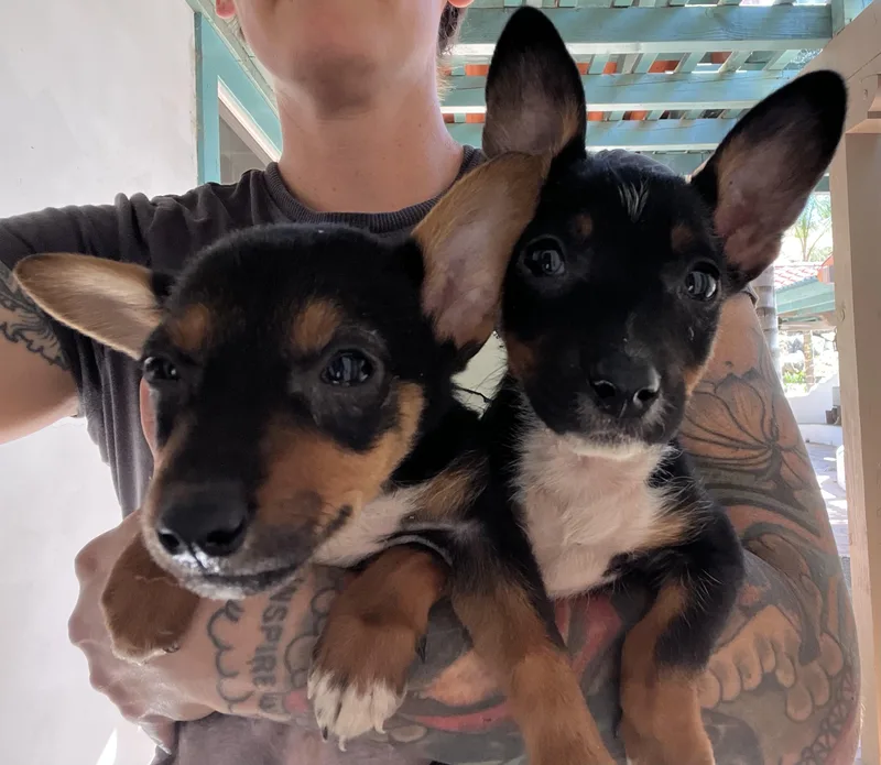 Corgi Puppies thumbnail 2
