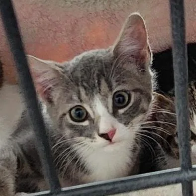 A baby small-sized female Gray / Blue / Silver Domestic Short Hair cat named June Bryant for adoption in Merrifield, VA