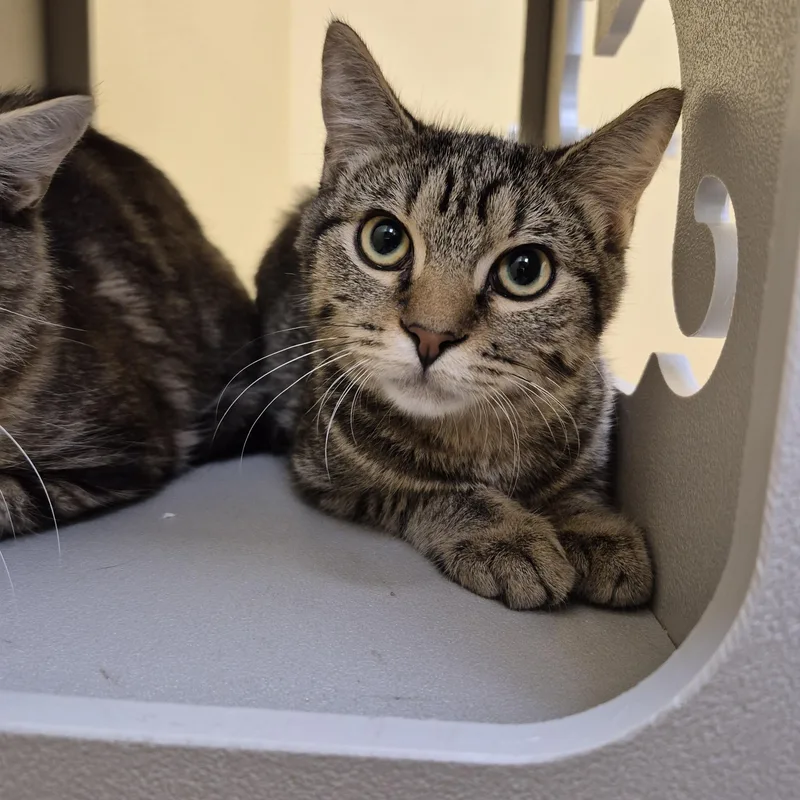 A young medium-sized male Domestic Short Hair cat named Almond Blossom for adoption in Schertz, TX