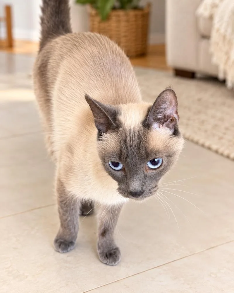 An adult medium-sized female Siamese cat named Winsley Marie for adoption in Chicago, IL