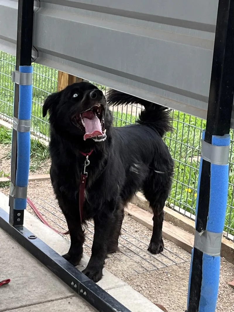 An adult medium-sized male Black Mixed Breed dog named Tye Dye for adoption in Fort Collins, CO