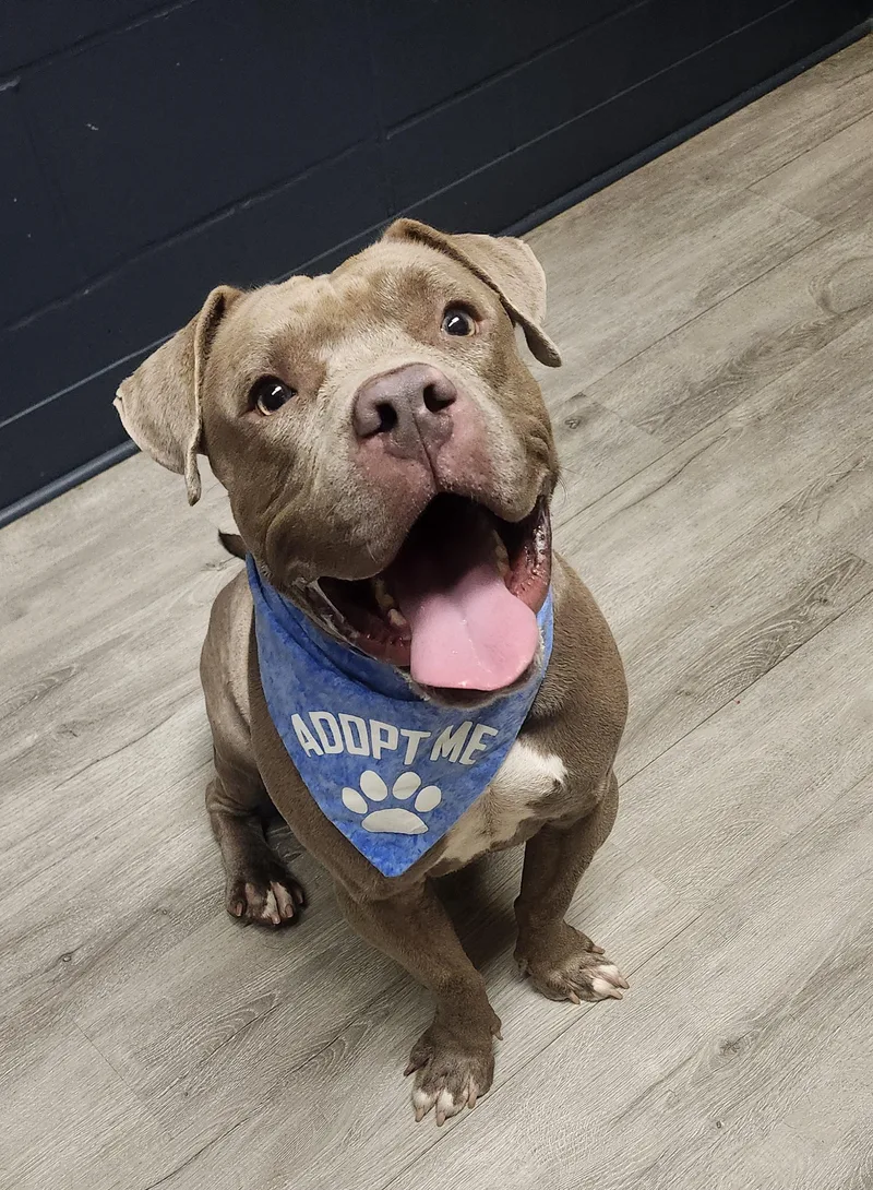 An adult large-sized male American Bulldog dog named Rotisserie for adoption in Mansfield, OH