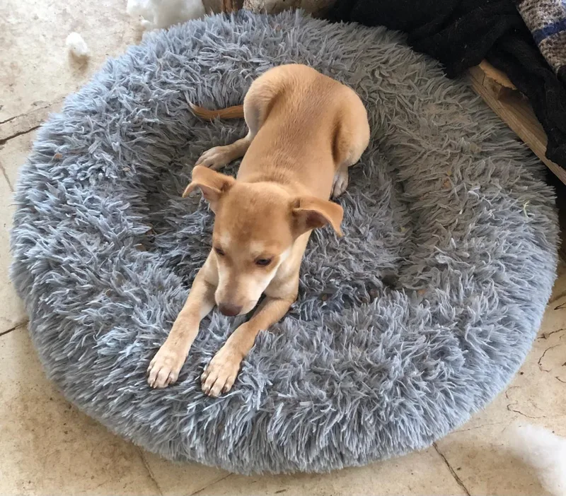 A baby small-sized male Golden Chihuahua dog named Richy for adoption in Estes Park, CO
