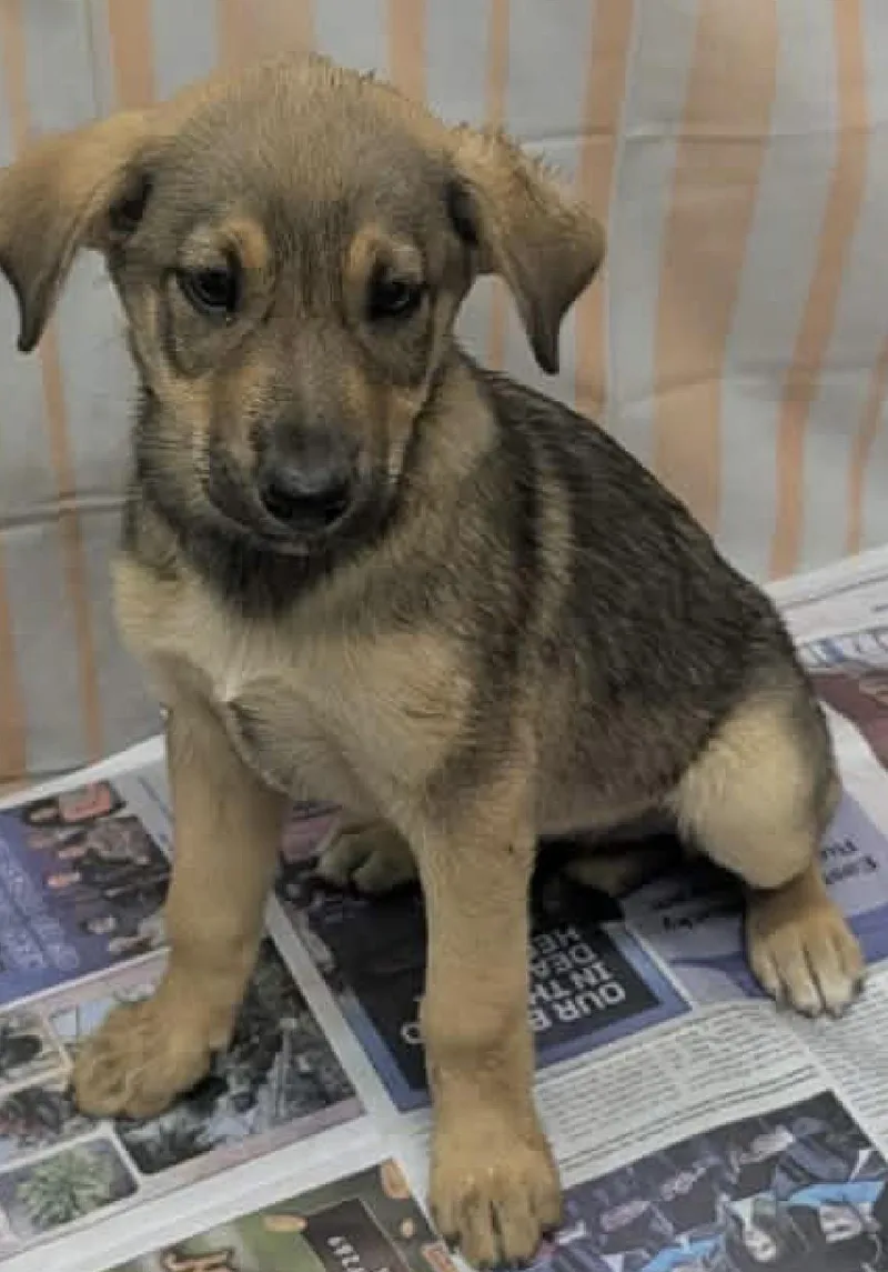 A baby medium-sized female Bicolor German Shepherd Dog dog named Mimi for adoption in Egg Harbor City, NJ