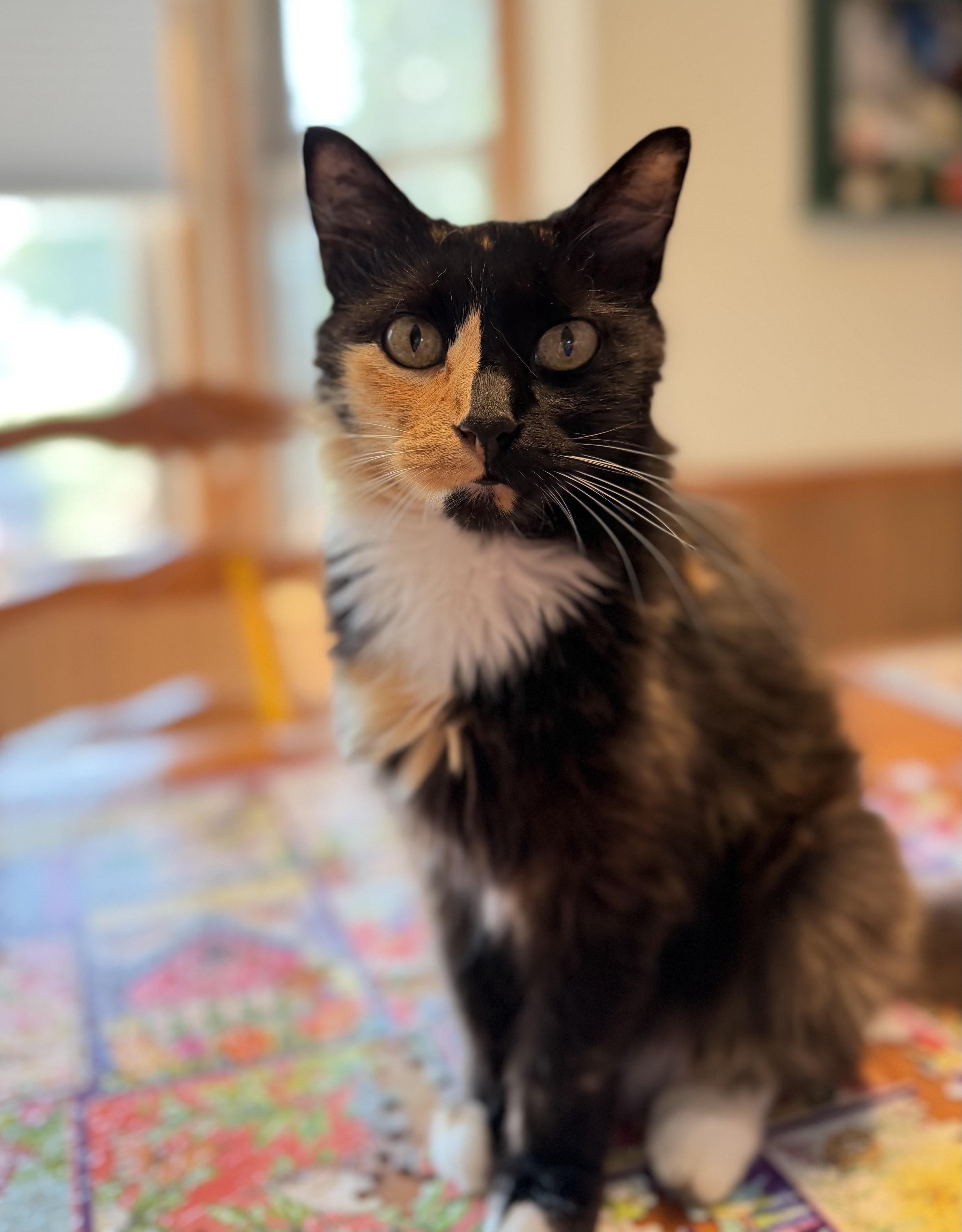 A senior medium-sized female Calico cat named Harlequin for adoption in Anderson , SC