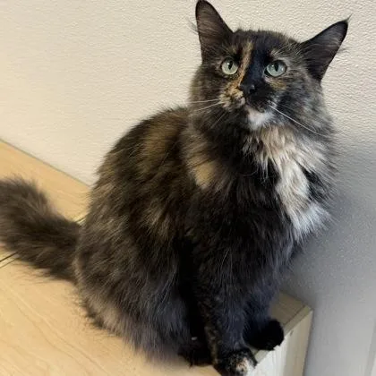 An adult medium-sized female Domestic Short Hair cat named Tiffany for adoption in Mount Pleasant, IA