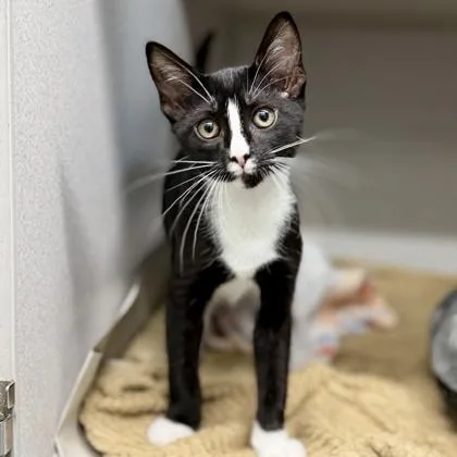 A baby small-sized male Black Domestic Short Hair cat named Ryan for adoption in Atlanta, GA