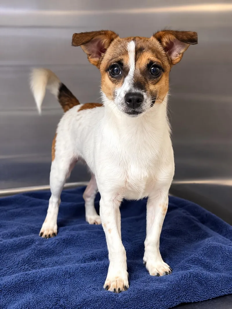 An adult small-sized male Parson Russell Terrier dog named Acorn for adoption in Social Circle, GA
