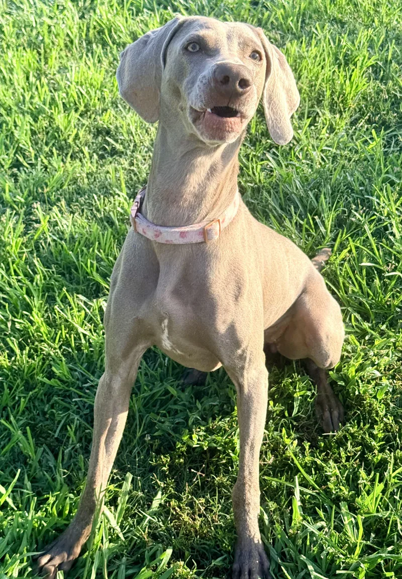 An adult medium-sized female Weimaraner dog named Gina for adoption in Monroe, NC
