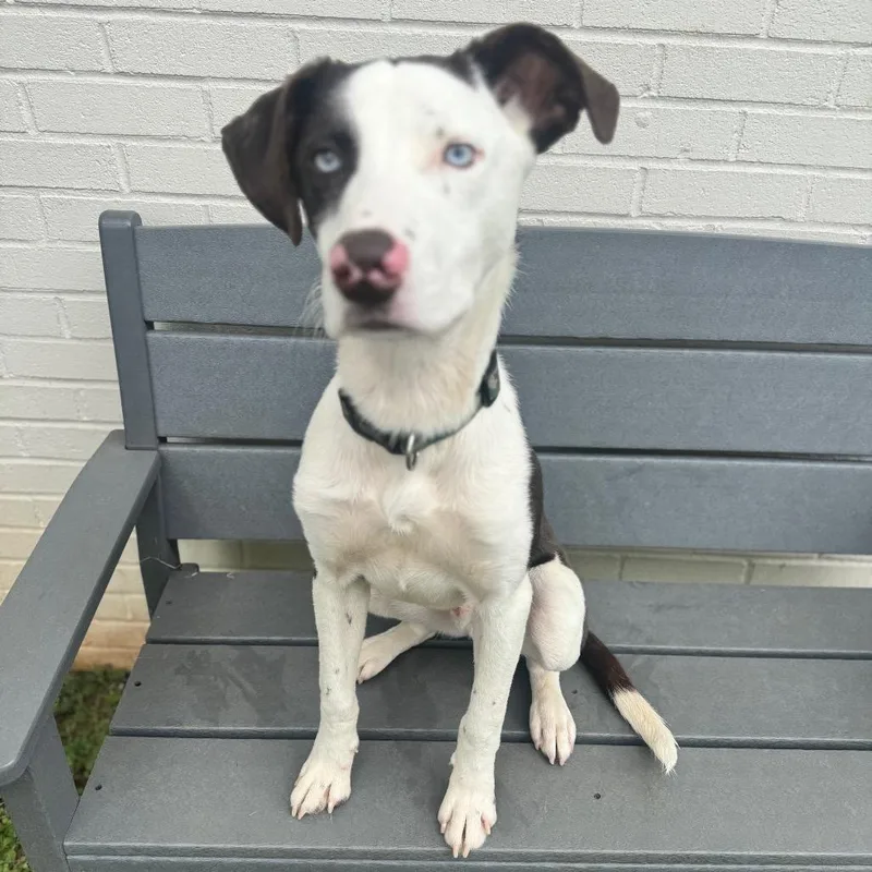 A young medium-sized male Brown / Chocolate Mixed Breed dog named Nelson for adoption in Brownsboro, AL