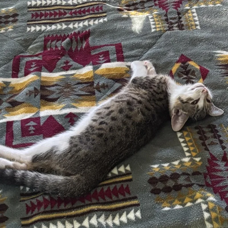 A baby small-sized male Brown / Chocolate Domestic Short Hair cat named Talc TwoTone for adoption in Normal, IL