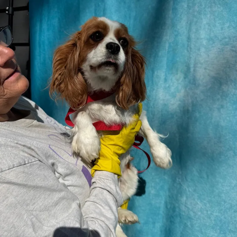 Frieda thumbnail 2