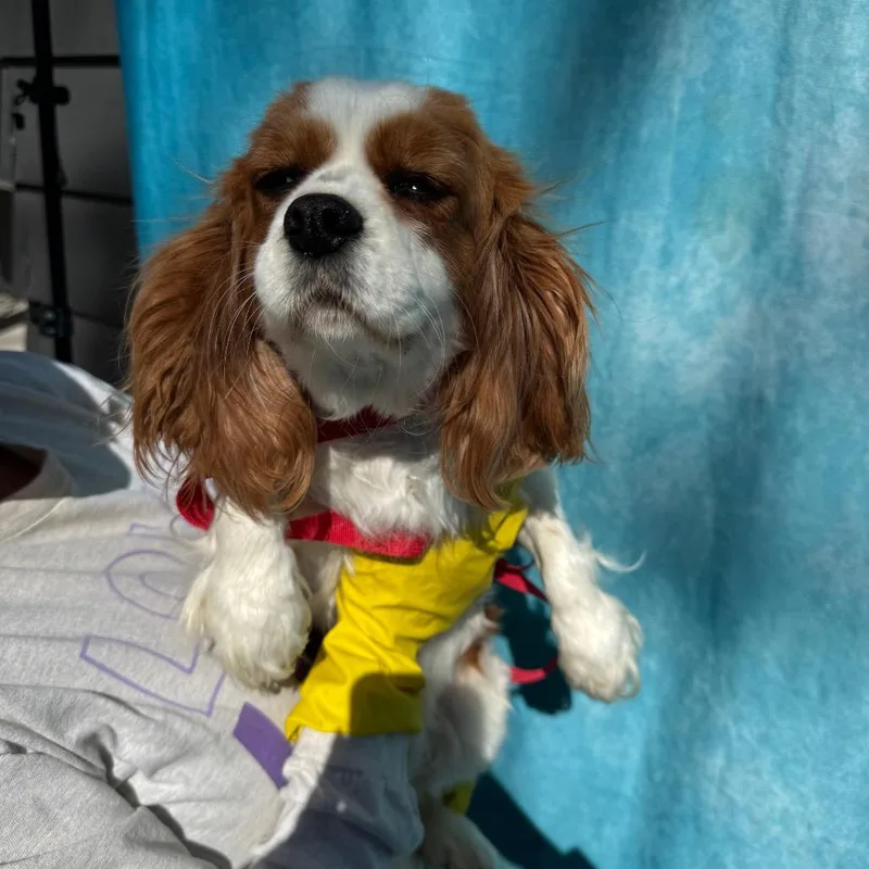 Frieda thumbnail 5