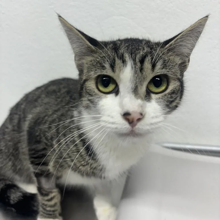 A young medium-sized female Brown / Chocolate Domestic Short Hair cat named Habibi for adoption in New York, NY
