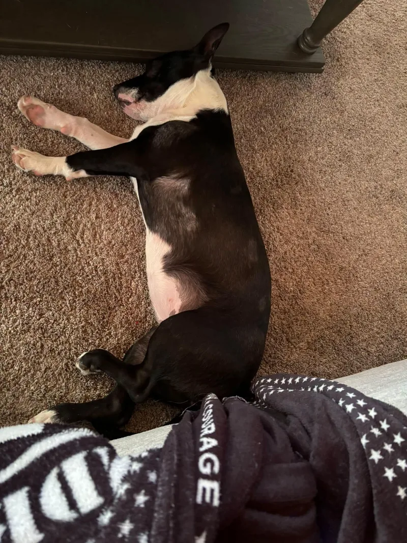 A young medium-sized female Black Basset Hound dog named Dottie for adoption in Little Rock, AR
