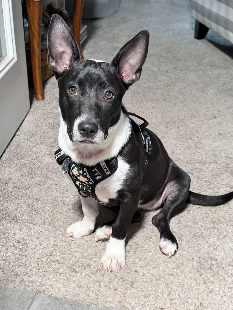 Dottie thumbnail 2
