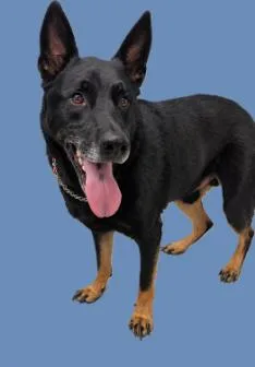 An adult large-sized male German Shepherd Dog dog named Sarge for adoption in Chesapeake, VA