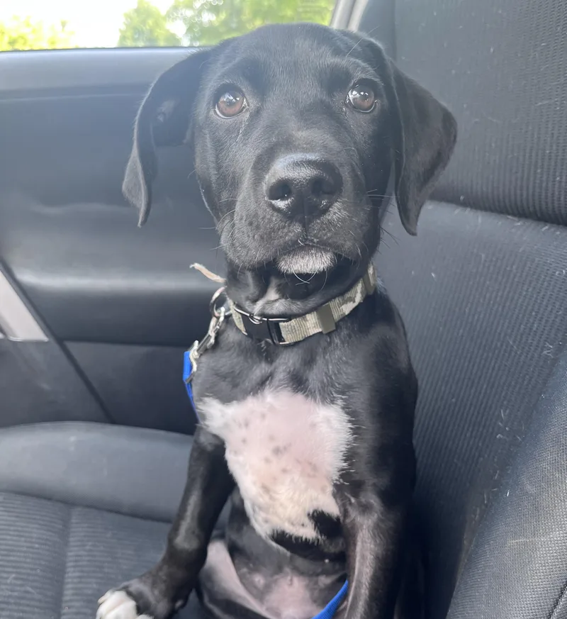 A baby large-sized male Black Labrador Retriever dog named Han Solo for adoption in Detroit, MI