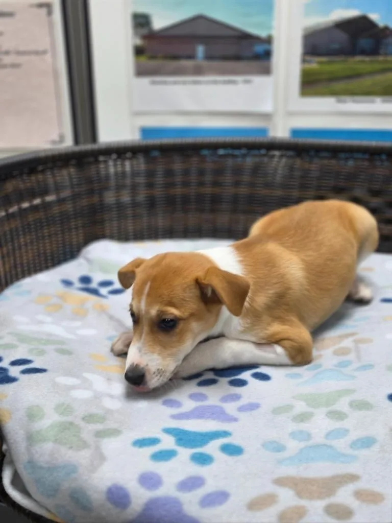 A baby small-sized male Rat Terrier dog named Luke for adoption in Neillsville, WI