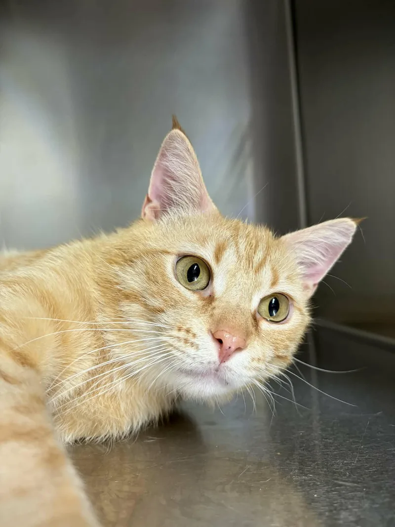An adult medium-sized male Orange / Red Domestic Short Hair cat named Jimbo for adoption in Sanford, NC