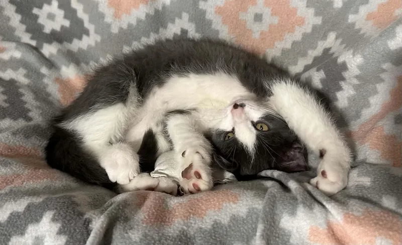 A baby small-sized male Gray & White Domestic Medium Hair cat named Liam for adoption in Kent, OH