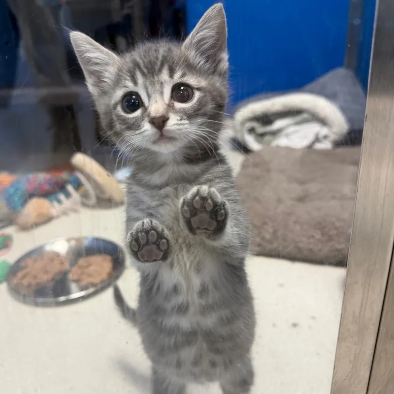 A baby small-sized female Gray / Blue / Silver Domestic Short Hair cat named Fable for adoption in East Smithfield , PA
