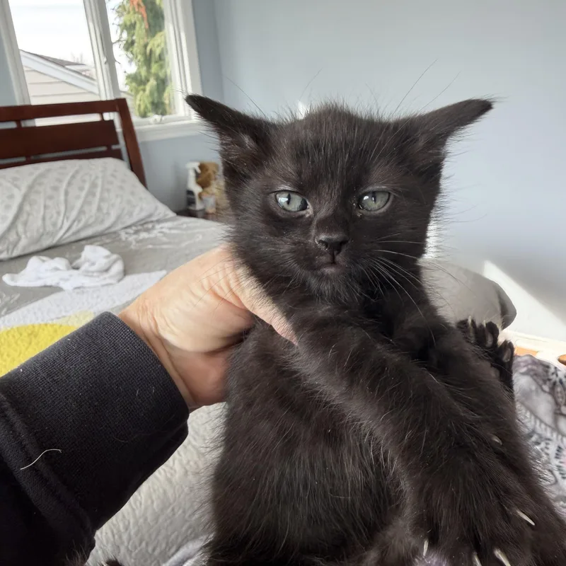 David Beckham thumbnail 3