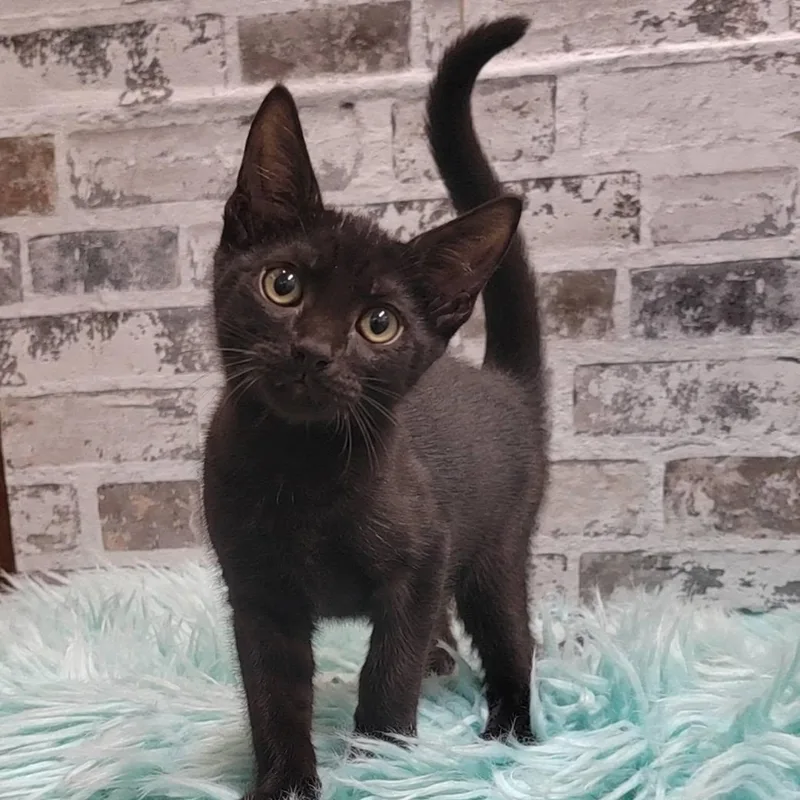 A baby medium-sized male Black Domestic Short Hair cat named Bounty for adoption in Queen Creek, AZ