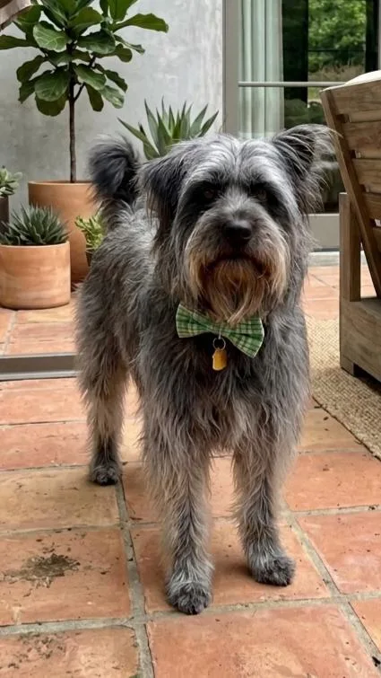 A young medium-sized female Bearded Collie dog named Mia for adoption in North Prairie, WI