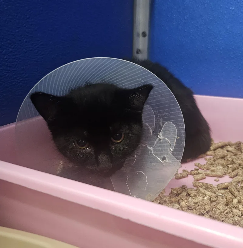 A baby medium-sized female Black Domestic Short Hair cat named Belle for adoption in Fall River, MA