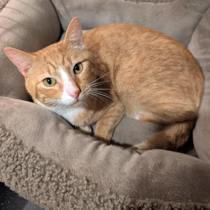 A young large-sized male Domestic Short Hair cat named Twiz for adoption in Danville, VT