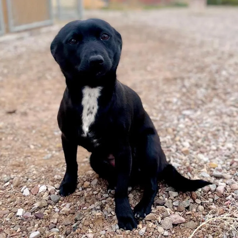 A baby small-sized female Black Labrador Retriever dog named Tea Cup for adoption in Lander, WY