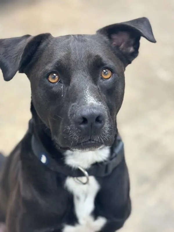An adult large-sized male Labrador Retriever dog named Soy for adoption in Stratham, NH