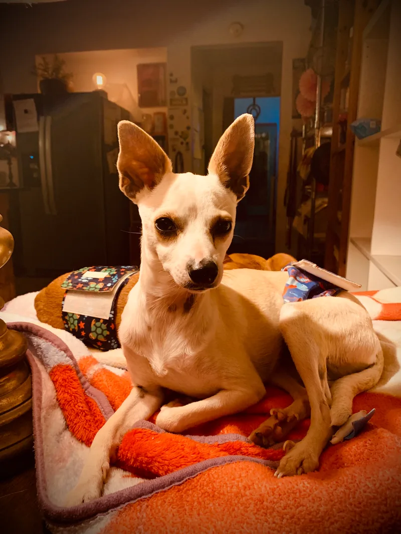 Napoleon Dynamite thumbnail 2