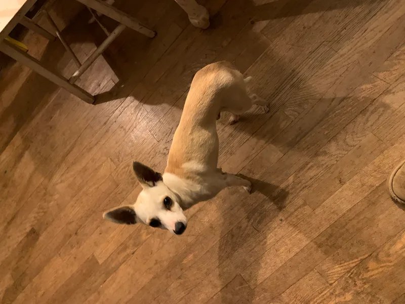 Napoleon Dynamite thumbnail 3