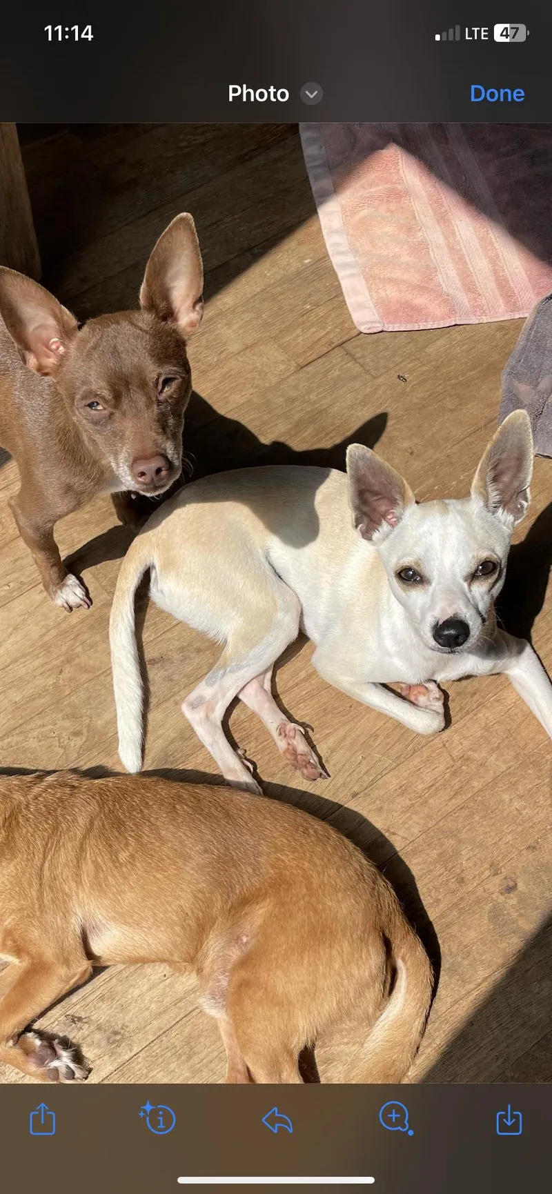 Napoleon Dynamite thumbnail 4