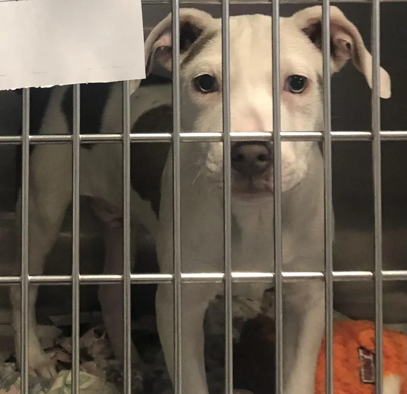 A baby medium-sized male White / Cream Labrador Retriever dog named Parker for adoption in Parma, OH