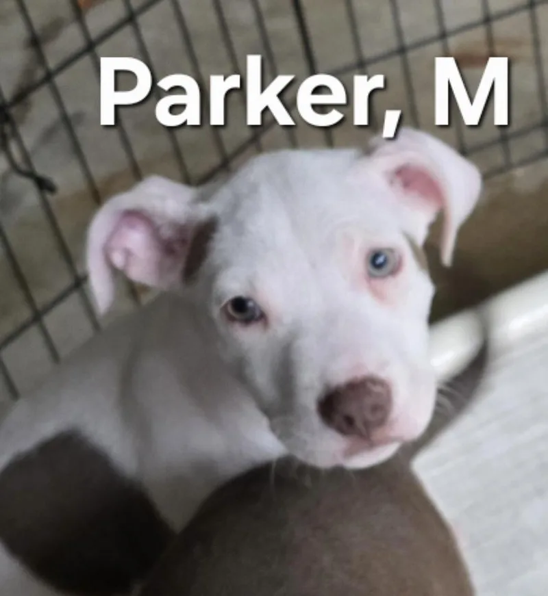 Parker thumbnail 2