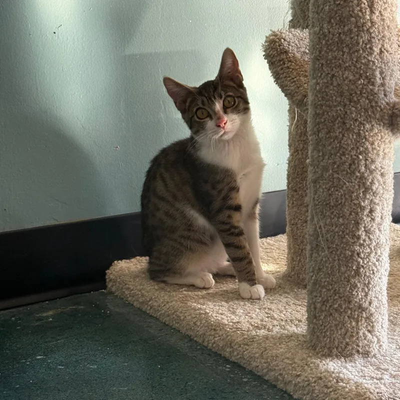 A young medium-sized female Brown / Chocolate Domestic Short Hair cat named Adeline FIP for adoption in Chico, CA